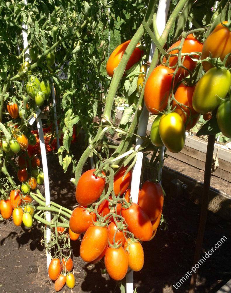Описание томата сэр элиан и рекомендации по выращиванию гибрида
