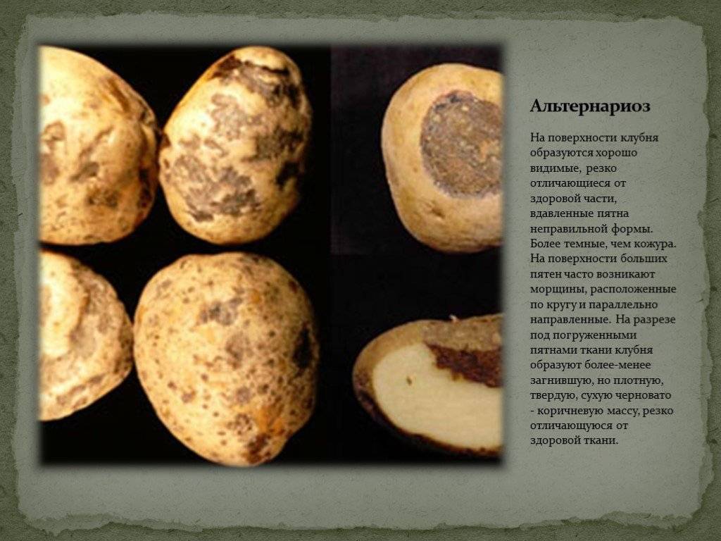 Болезни клубней картофеля: фото и методы лечения