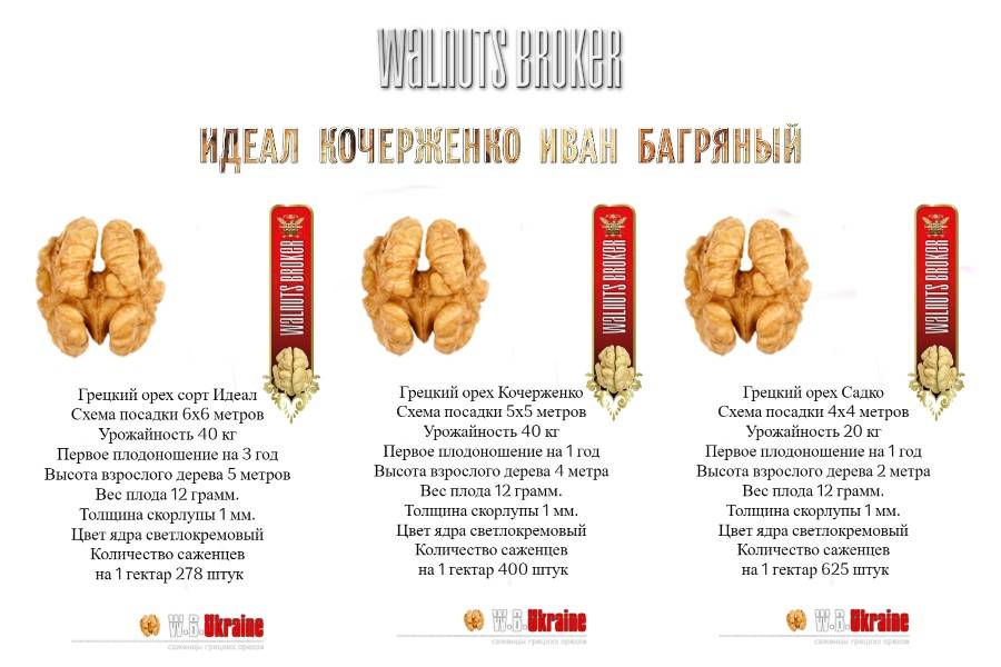 Сорта грецкого ореха: описание 35 лучших разновидностей, посадка и уход