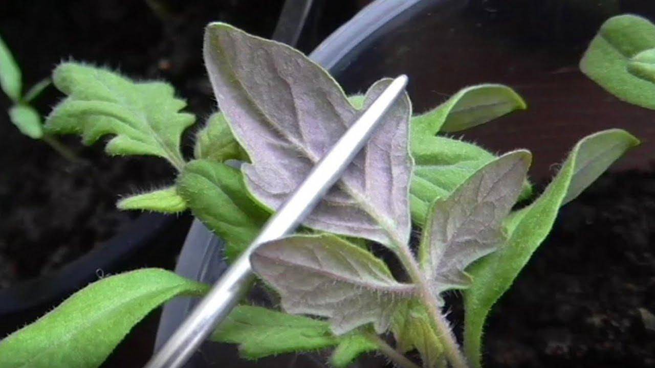 Почему у перца фиолетовые листья: что делать и чем лечить