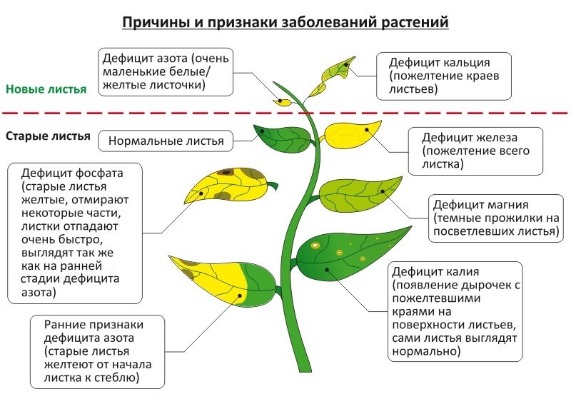 Желтеют листья у перца: что делать, правила поливов и подкормок, борьба с заболеваниями