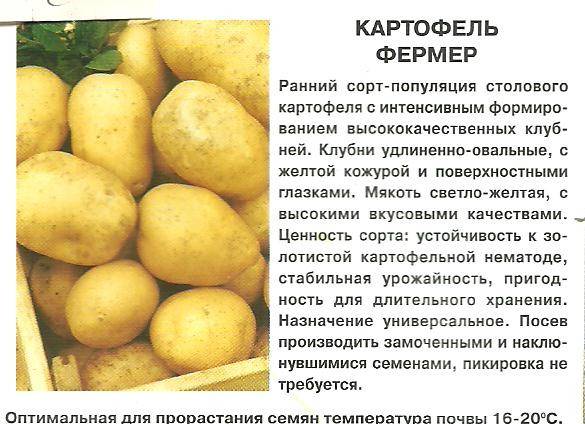 Картофель санте: описание и характеристика сорта, вкусовые качества, особенности выращивания и ухода, фото
