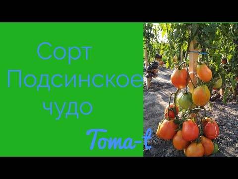 ᐉ томат подсинское чудо: фото и описание сорта - orensad198.ru