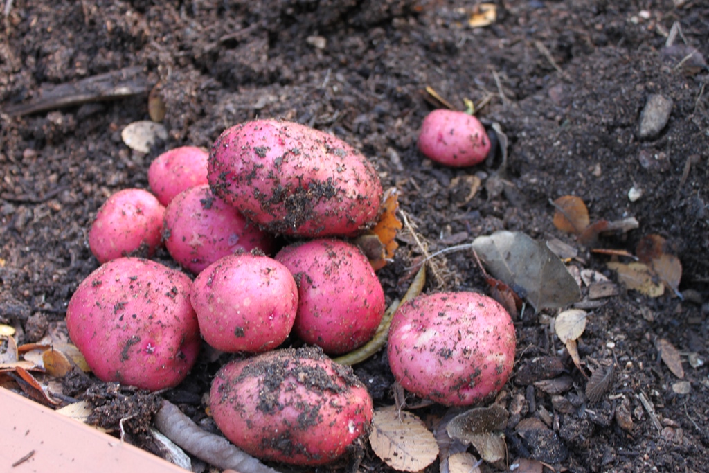 Картофель манифест – урожайный, вкусный, устойчивый к болезням