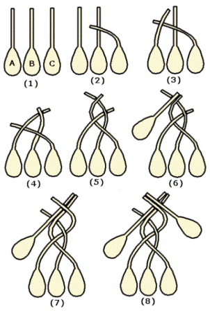 Пошаговые схемы плетения лука в косы для хранения и сушки