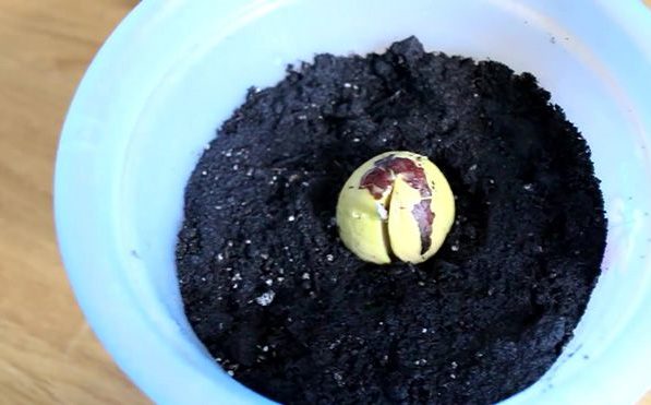 Как правильно выращивать виноград из косточек (семян): посев, уход