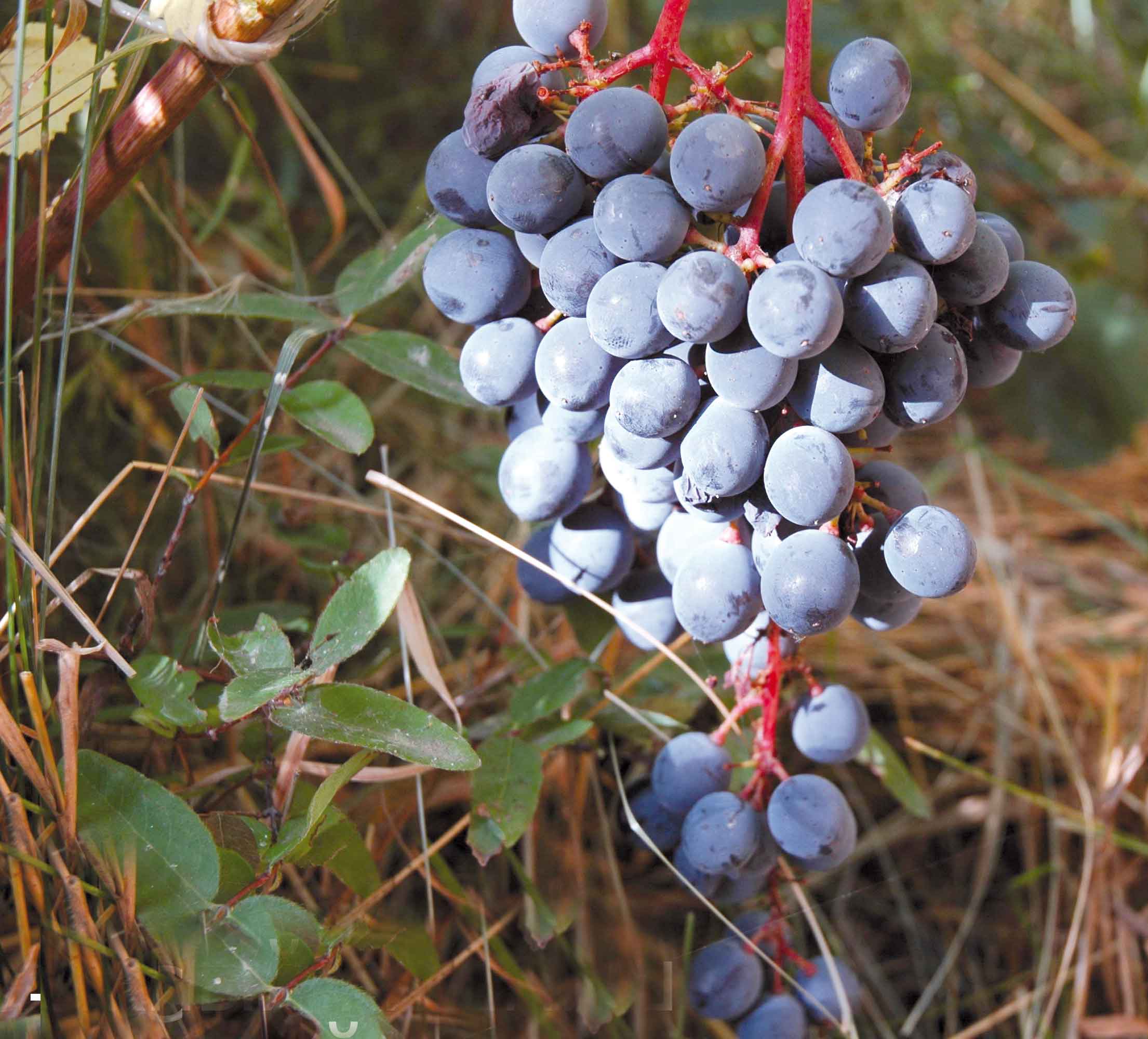 Амурский виноград - описание сорта, посадка и уход и лечебные свойства