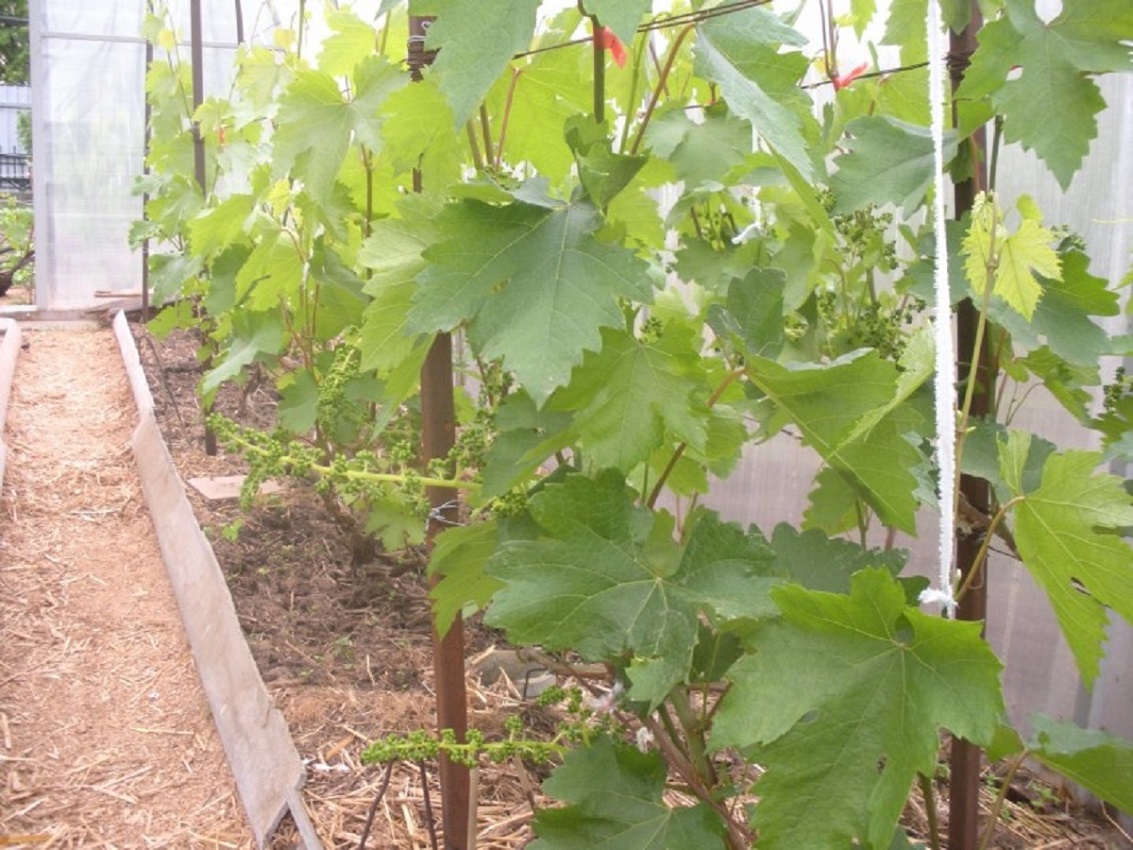 Всё про виноград в подмосковье: неукрывные сорта, выращивание в открытом грунте