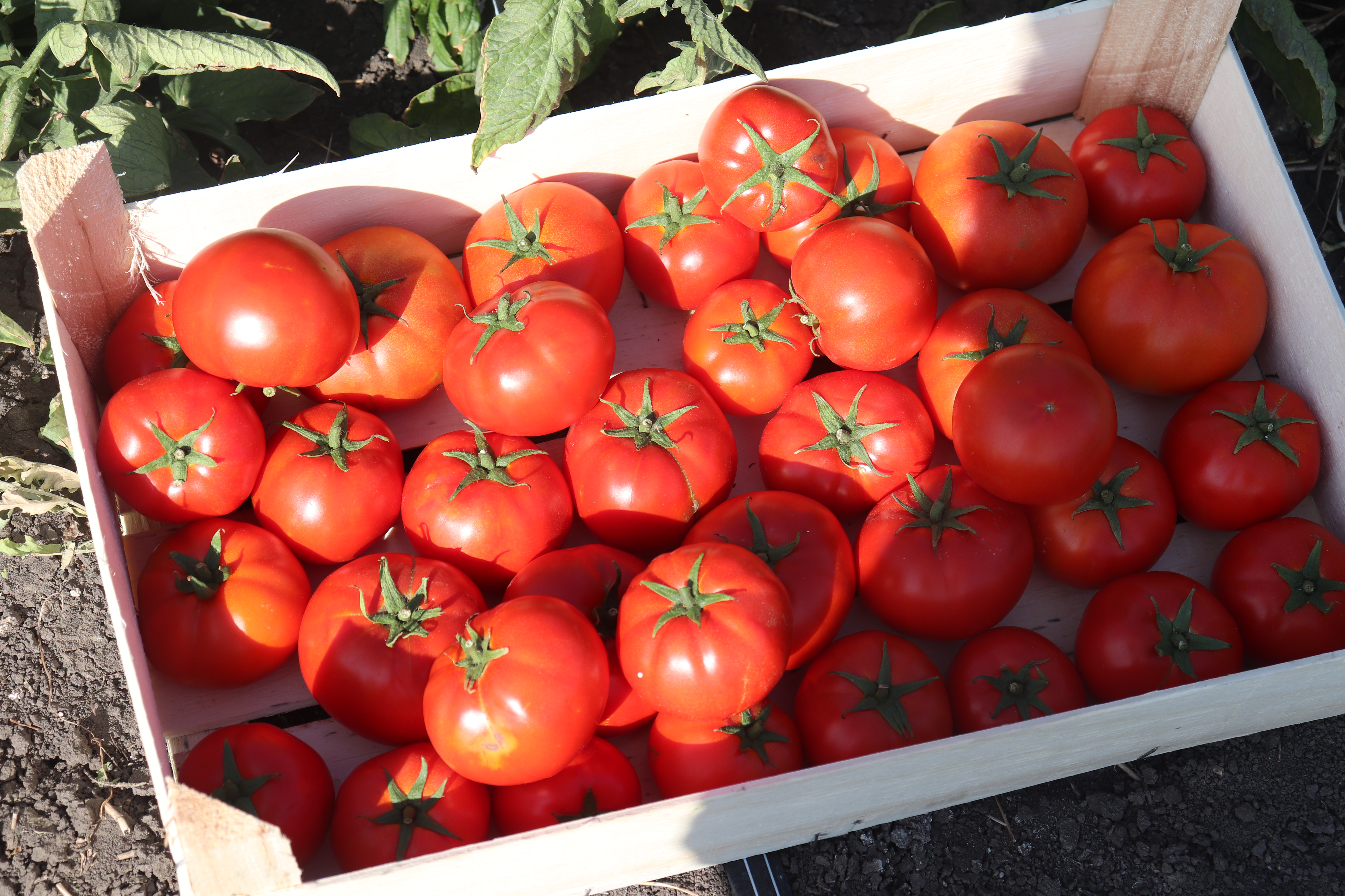 Лучшие сорта томатов для юга россии в открытом грунте