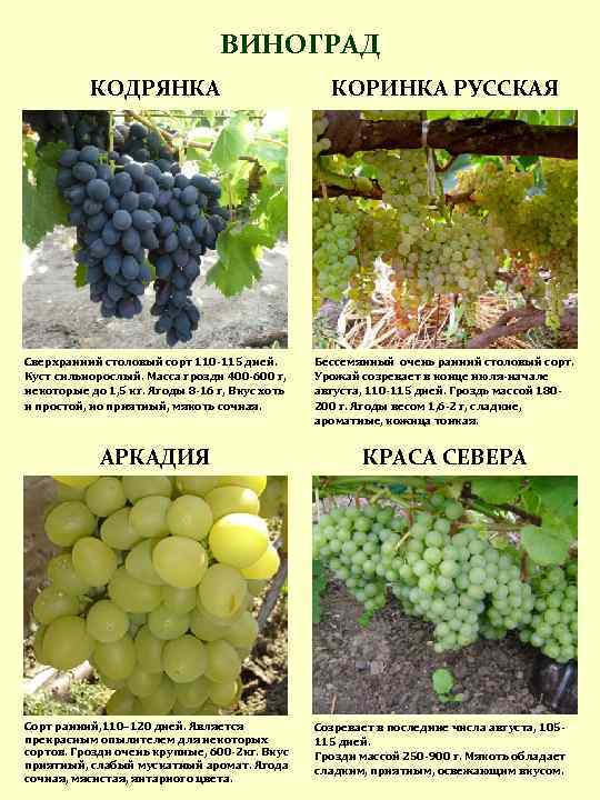 Виноград сорта кодрянка: описание, фото и отзывы