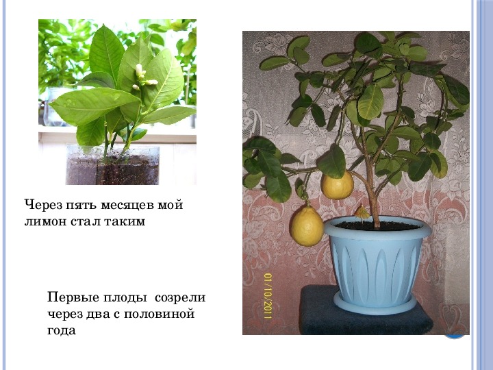 Павловский лимон: уход в домашних условиях, описание сорта павлова, история, способы размножения, формирование, как ухаживать, фото