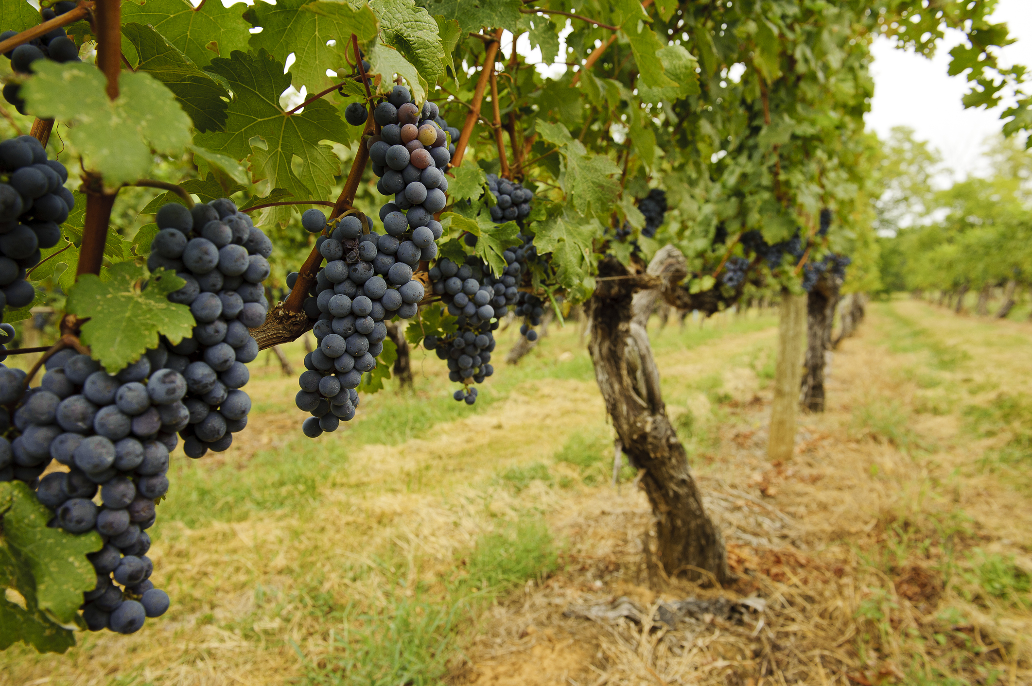 Виноград юпитер: описание сорта с фото и отзывами