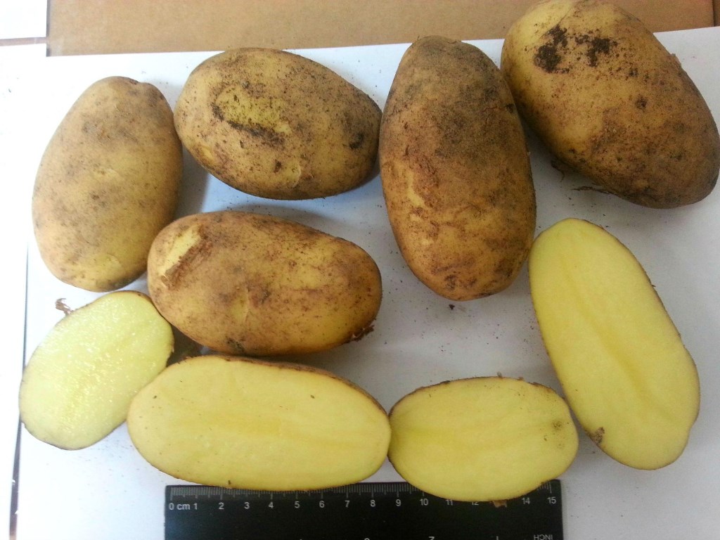 Картофель зорачка: описание сорта, фото, отзывы об урожайности и характеристика вкусовых качеств