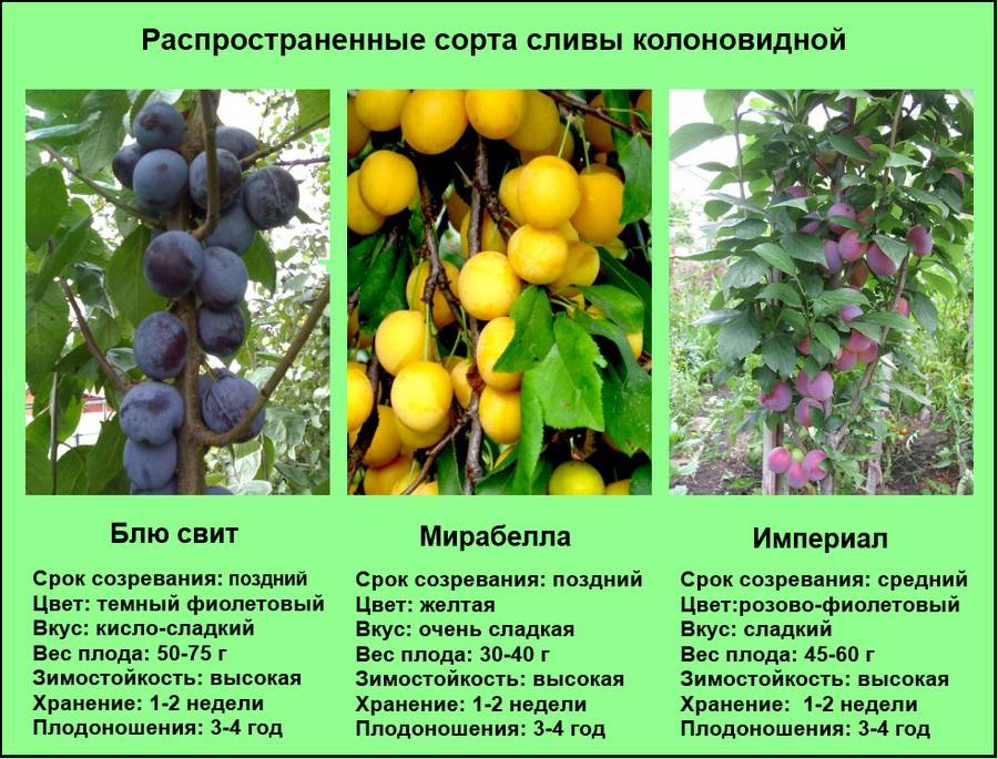 Слива ренклод – описание сорта фото плодов и их характеристики