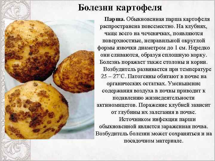 Опасные вредители картофеля: картофельная совка, персиковая тля, проволочники и другие опасные вредители