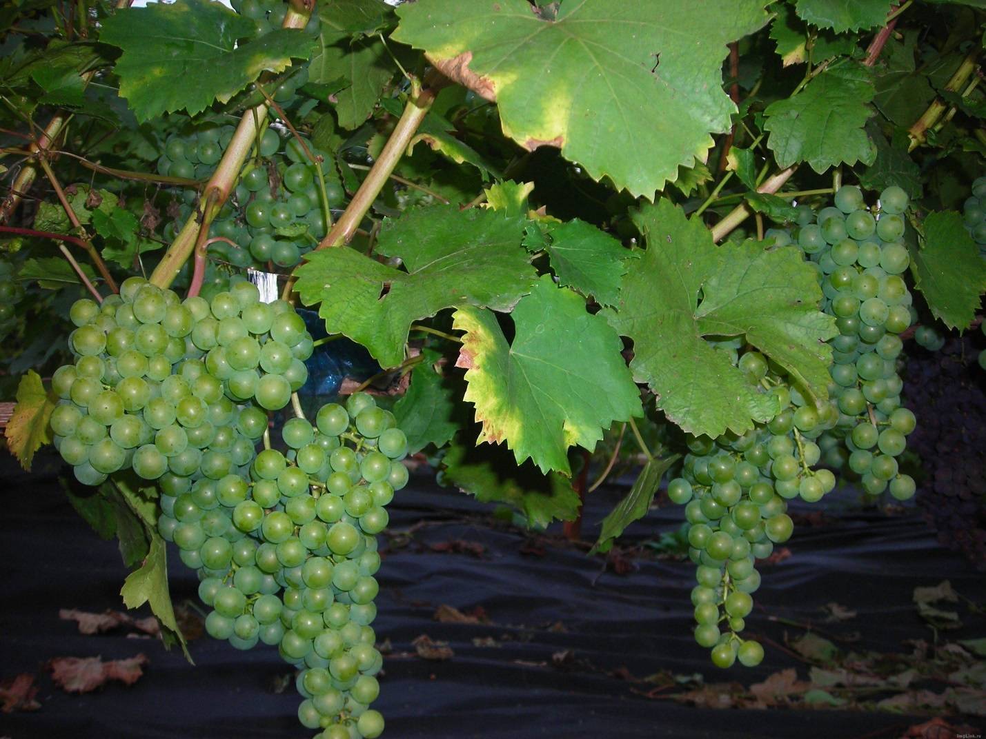 Виноград "цитронный магарача" - описание сорта, фото, отзывы и методика выращивания