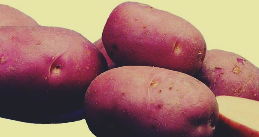 Картофель рокко: описание сорта, фото, отзывы о вкусовых качествах, урожайности и выращивании, характеристика огородников о семенной картошке