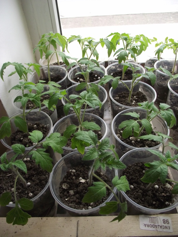 Огород на подоконнике: красиво и вкусно — особенности выращивания томатов в домашних условиях — фазенда