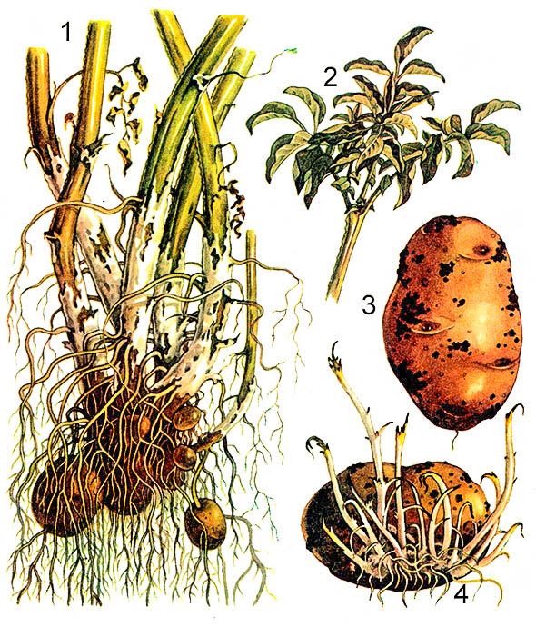 Парша на картофеле: как лечить землю и сами клубни, как бороться с коростой