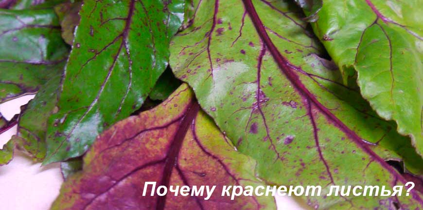 Почему у капусты листья стали фиолетовыми: причины и что делать, чем подкормить