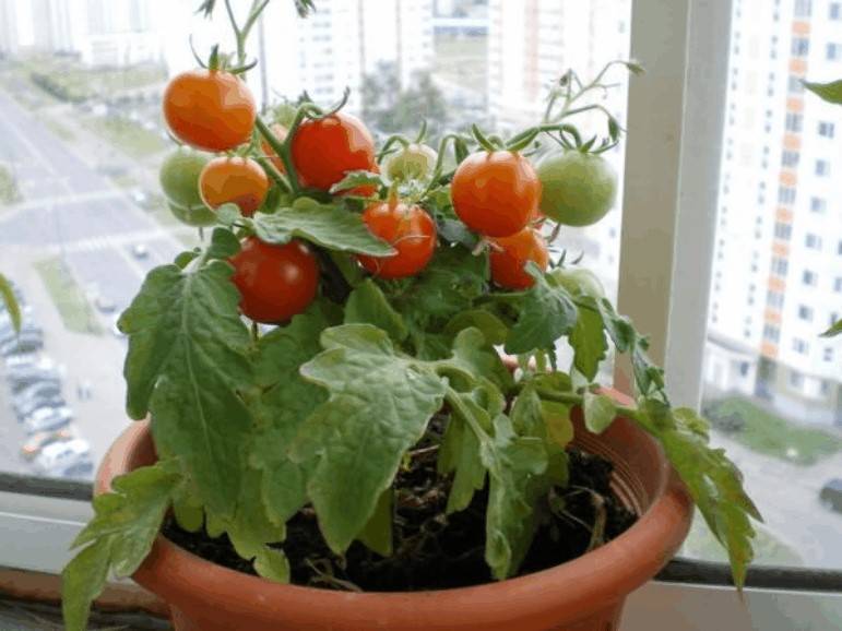 Комнатные помидоры зимой на подоконнике — это ли не чудо
