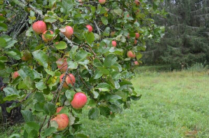 Почему не плодоносит яблоня? – причины и пути решения [2019]
