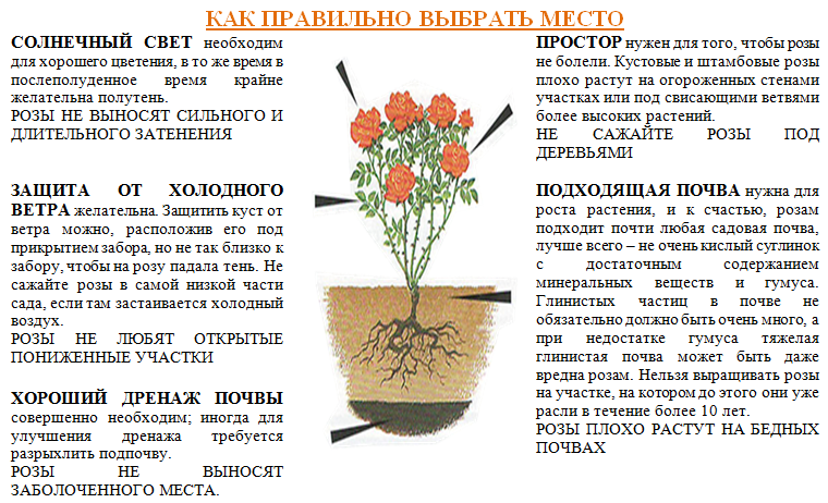 Хризантемы осенью: особенности посадки