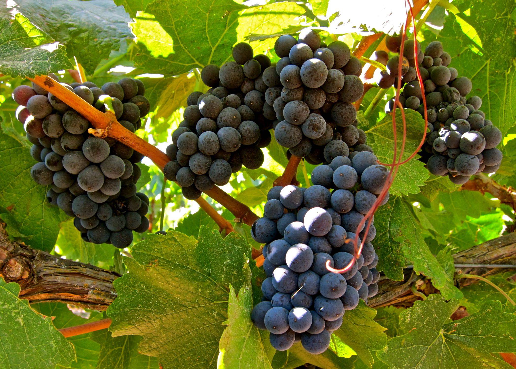 Описание и технология выращивания винограда сорта пино гриджио