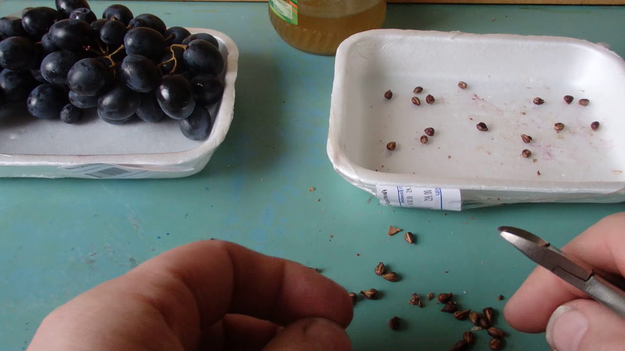 Как вырастить виноград в средней полосе