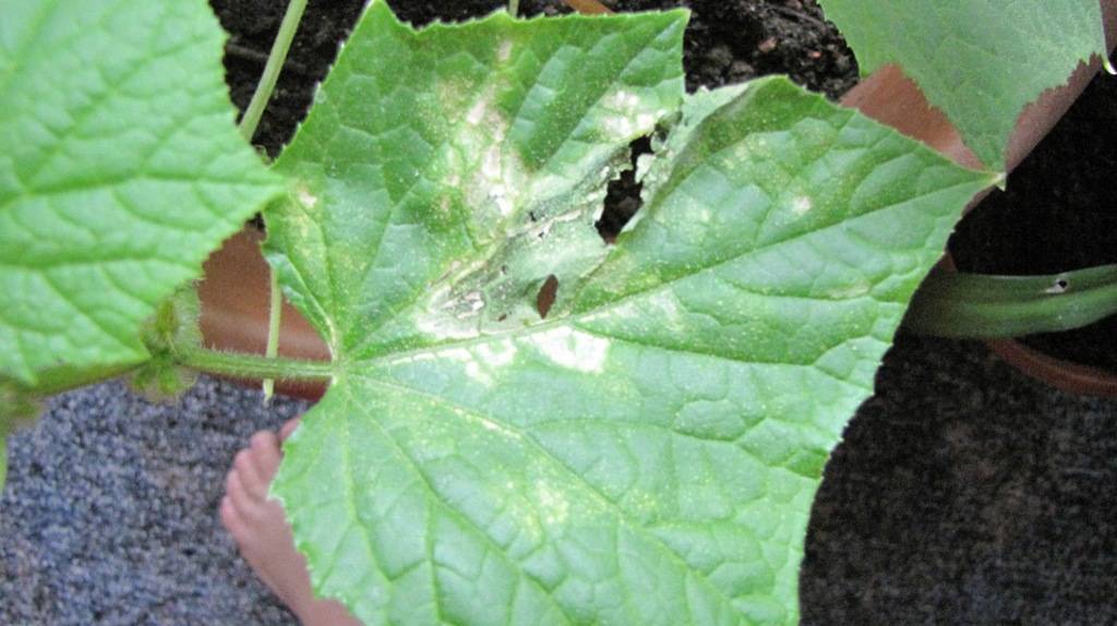 На листьях огурцов появились белые пятна: почему и что делать для лечения