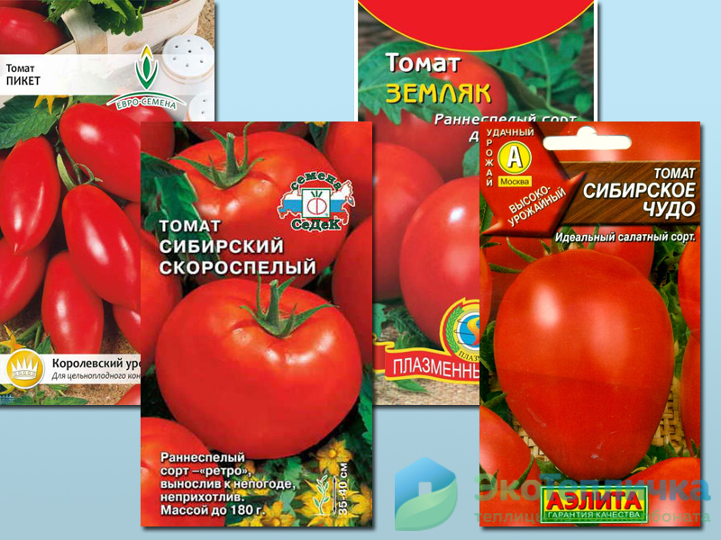 Новые сорта томатов на 2021 год — выбираем лучшее!