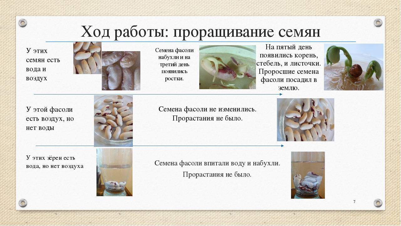 Ростки фасоли: польза и вред проростков, инструкция по приготовлению пророщенной фасоли, рецепты