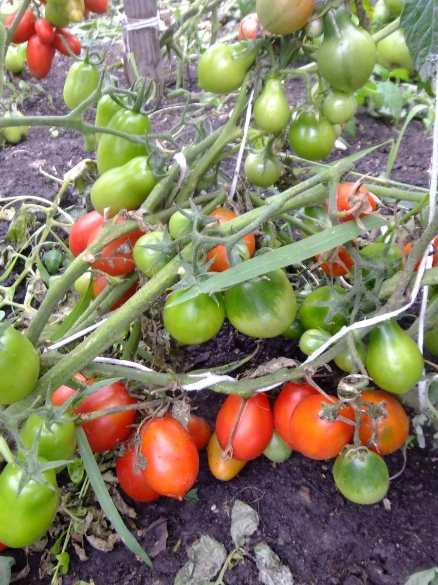 Семена томат русская матрешка f1: описание сорта, фото
