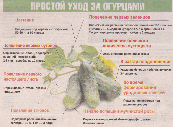 Описание и выращивание армянского сортового огурца, посадка и уход