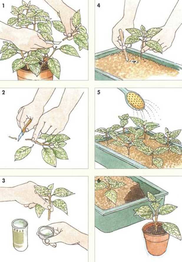 Как размножить абрикос: способы, черенкование и посадка в домашних условиях