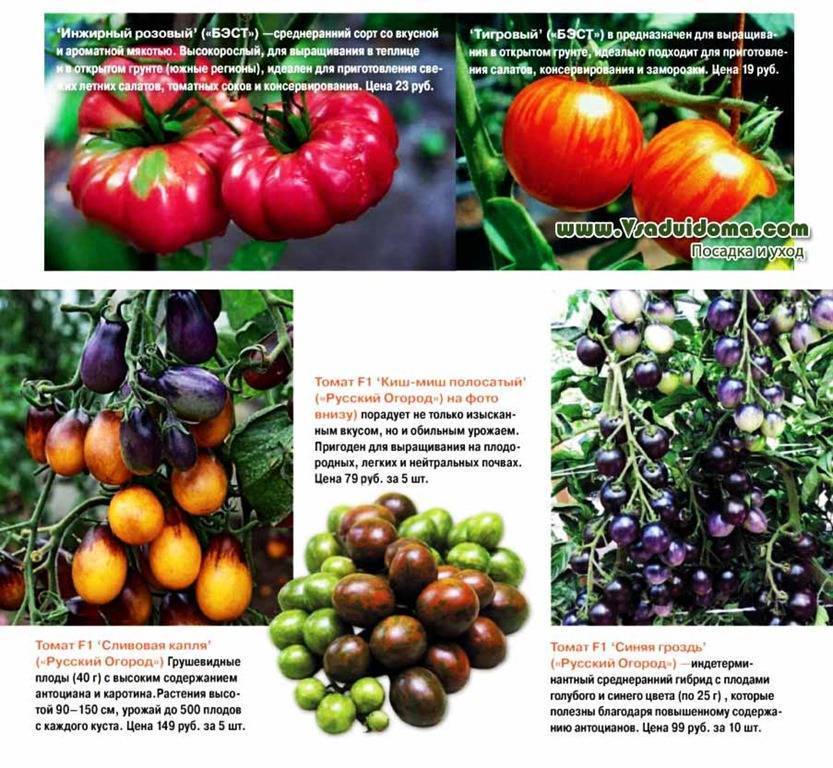 Помидор «тарпан» f1: описание сорта, фото и основные характеристики томата русский фермер