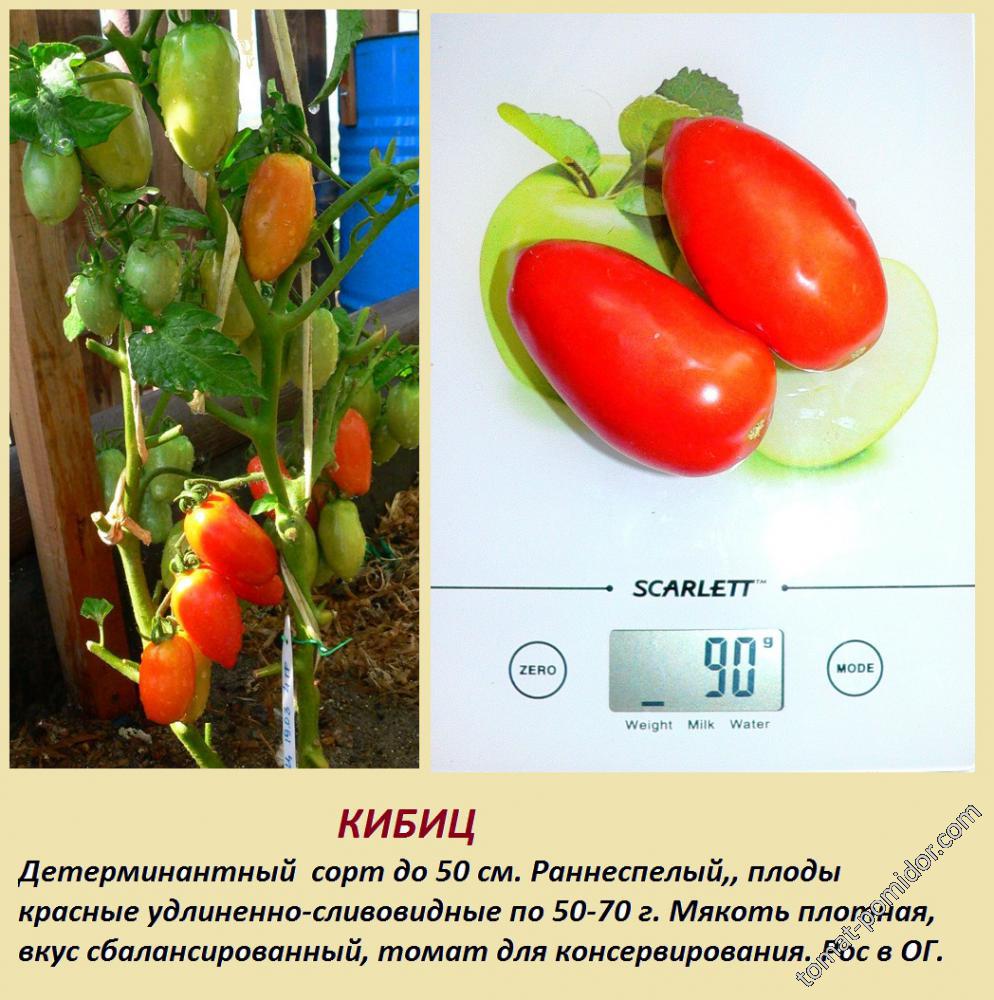 Описание гибридного томата Кибиц и выращивание рассады своими руками