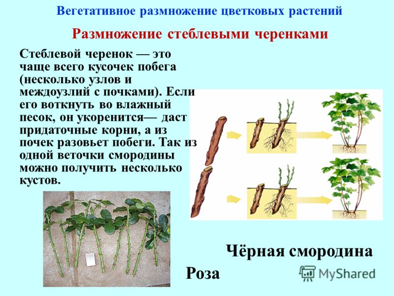 Смородина селеченская 2: отзывы, фото, описание сорта, посадка и уход, выращивание и размножение, морозостойкость, урожайность