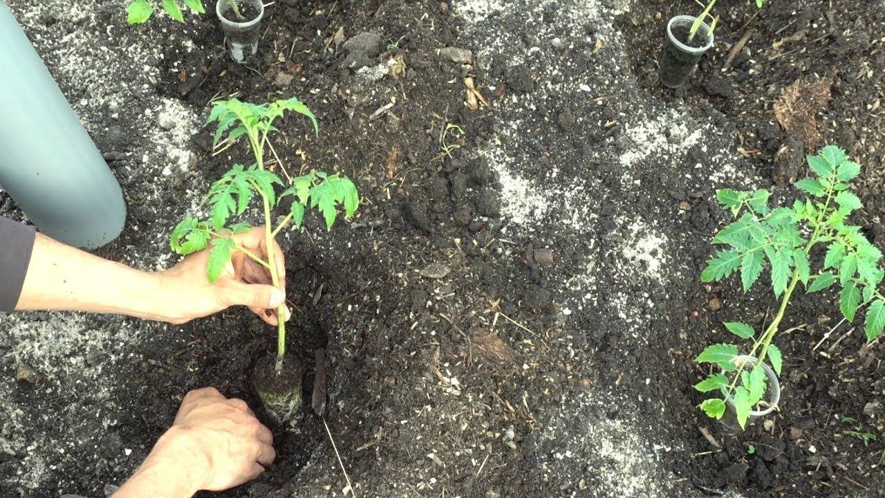 Как вырастить рассаду помидоров в домашних условиях?