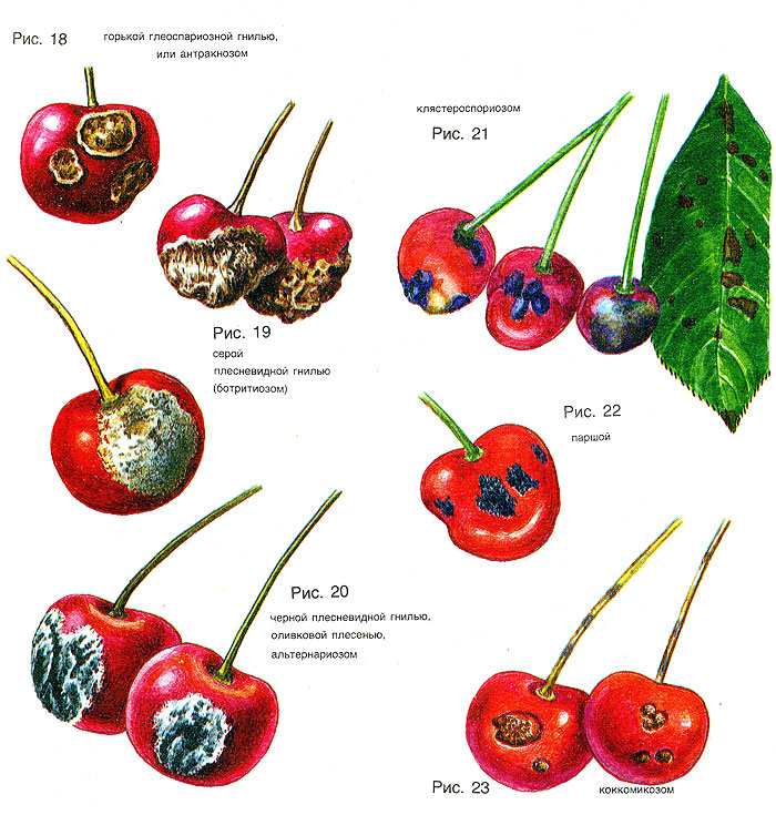 Вредители вишни: 135 фото основных типов заболеваний и методы лечения дерева