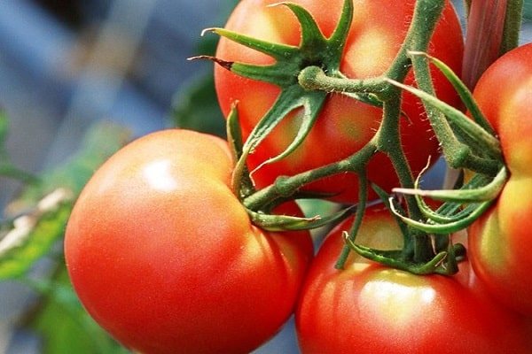 Сорт томата «стреза f1»: описание, характеристика, посев на рассаду, подкормка, урожайность, фото, видео и самые распространенные болезни томатов