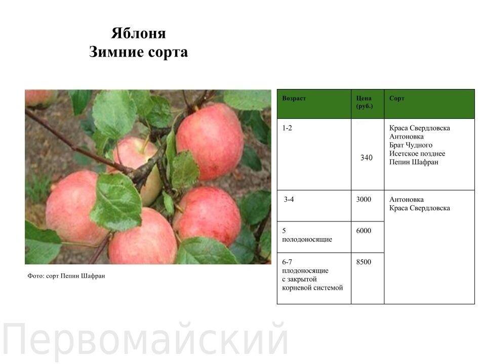 Яблоня сорта мечта: описание и характерные отличия, агротехника выращивания и уход за деревом, фото