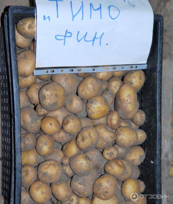 Описание и характеристика картофеля сорта тимо