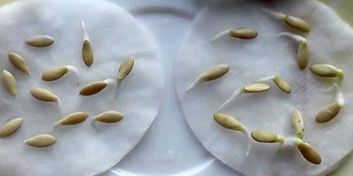 Рассада огурцов: технология выращивание огурцов из семян в домашних условиях