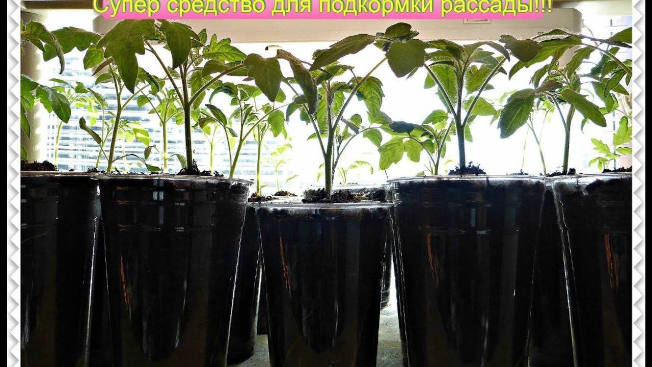 Как поливать рассаду перекисью водорода в домашних условиях: пропорции, отзывы