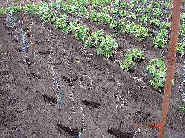 Уход за помидорами в открытом грунте от посадки до урожая, прищипывание, пасынкование