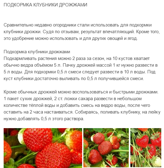 Чем подкормить клубнику после плодоношения: рекомендуемые удобрения