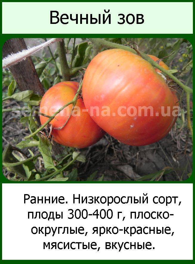 Сорт томата вечный зов: описание и фото