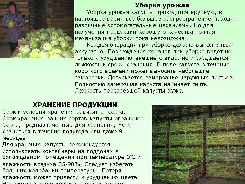 Сроки созревания моркови: сколько дней растет овощ от посадки до сбора урожая и когда происходит уборка в разных регионах россии?