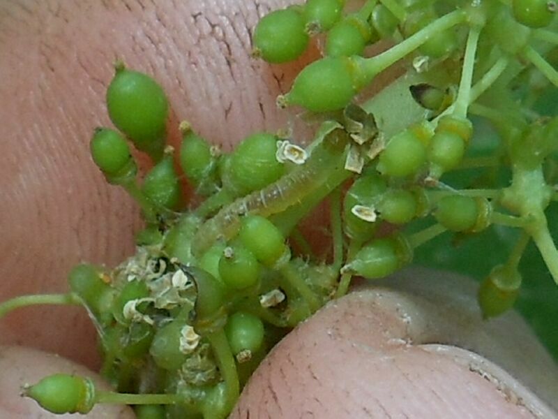 Как спасти виноград от мучнистой росы или оидиума: советы опытного виноградаря олены непомнящей